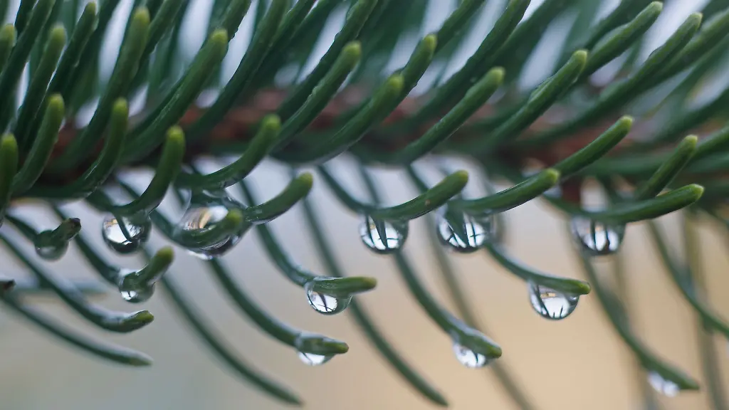 Wassertropfen-sind-an-einem-Nadelbaum-Zweig-zu-sehen