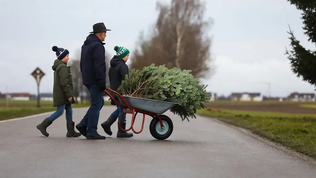 Ein-Mann-und-seine-Enkel-transportieren-einen-Weihnachtsbaum