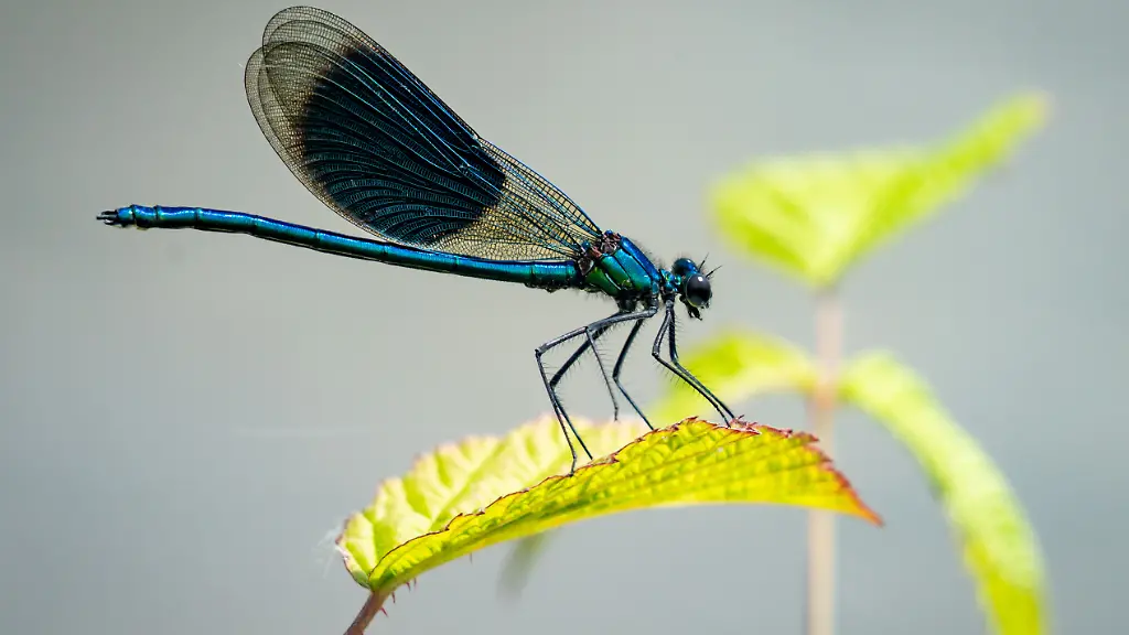 urn-binary-dpa-com-20090101-221222-99-996931-FILED