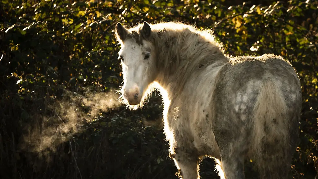 Ein-Pferd-steht-im-Sonnenlicht-auf-einer-Koppel