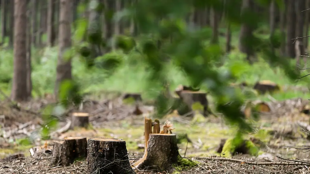 Baumstuempfe-stehen-in-einem-Wald-im-Erzgebirge