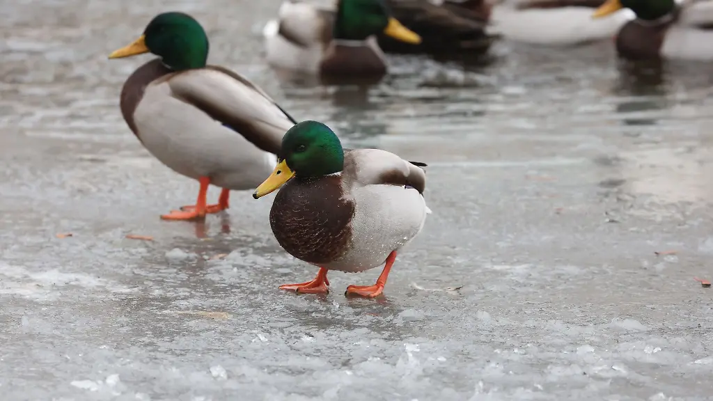 Wildenten-stehen-auf-dem-zugefroren-Teil-eines-Flusses-in-Gera
