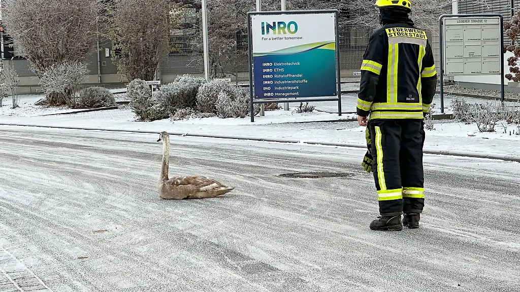 Ein-Feuerwehrmann-naehert-sich-einem-jungen-Schwan-der-hilflos-bei-minus-acht-Grad-auf-der-Strasse-sitzt