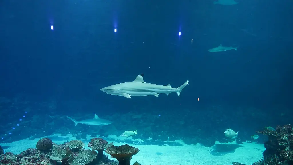 Riffhai-schwimmen-im-grossen-Hai-Atoll-im-Tropen-Aquarium-im-Tierpark-Hagenbeck