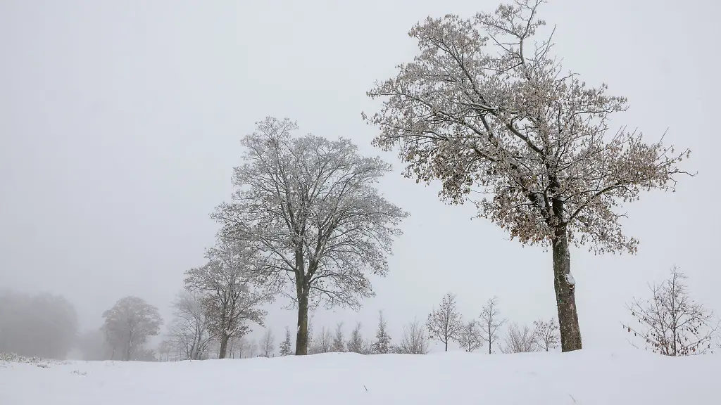Verschneite-Baeume-stehen-bei-Stadtilm-im-Nebel