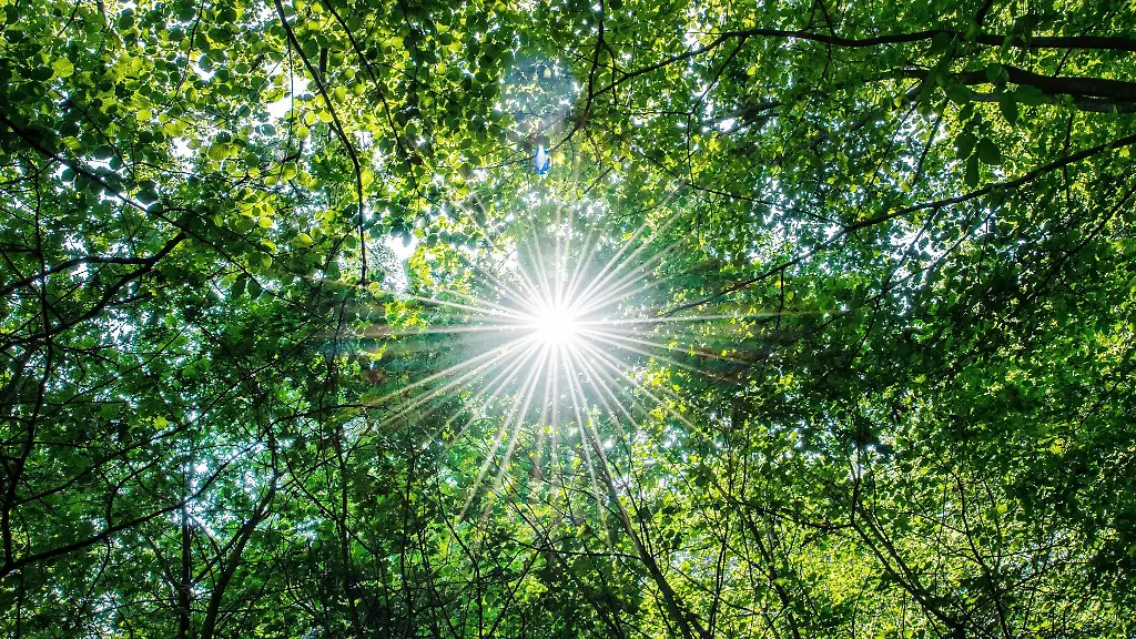 Die-Sonne-scheint-in-einem-Wald-durch-die-Blaetter-von-Buchen