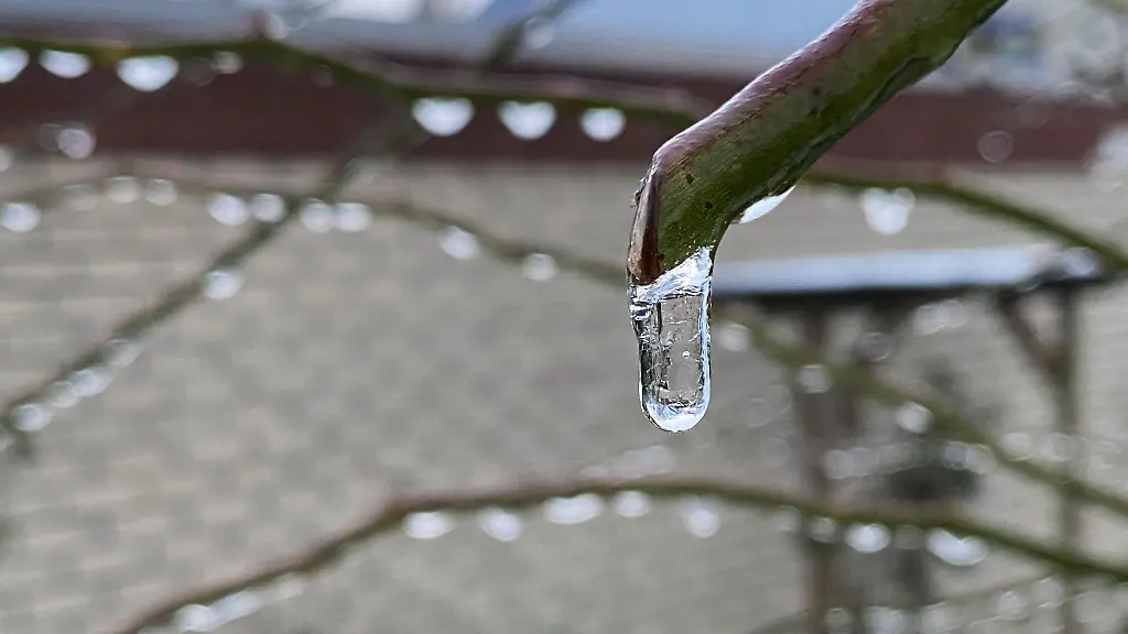 Regen-ist-an-Aesten-zu-Eis-gefroren