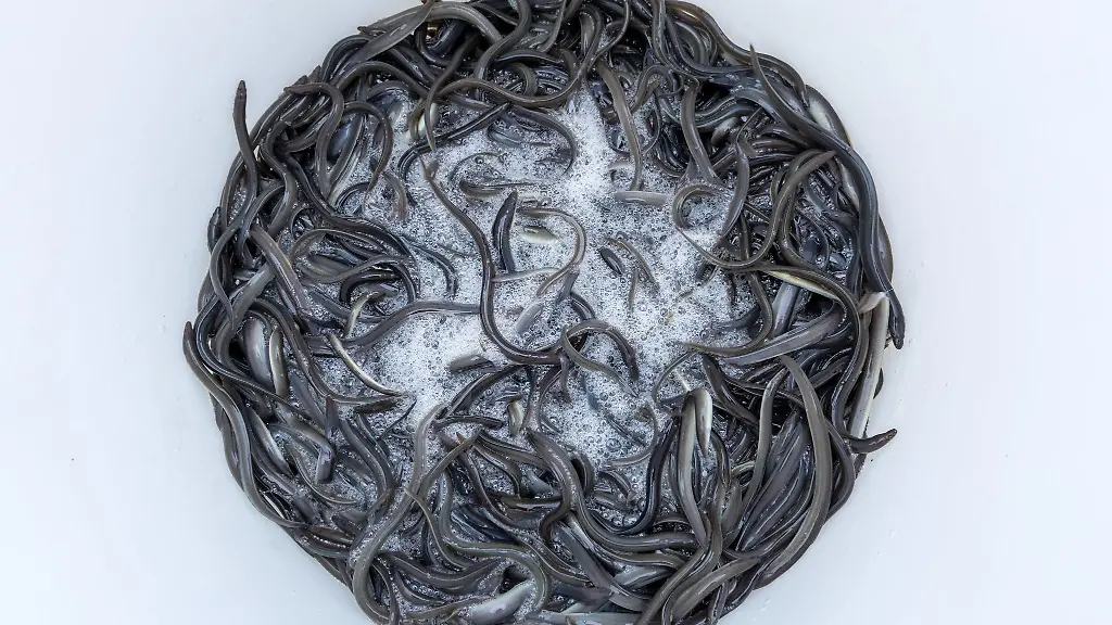 Drei-Jahre-alte-und-etwa-15-Zentimeter-lange-Jungaale-schwimmen-in-einem-Plastikfass