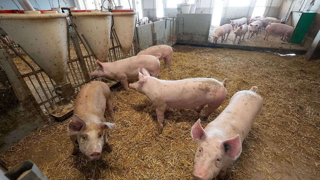 Schweine-liegen-in-der-Bucht-eines-Tierwohl-Schweinestalls