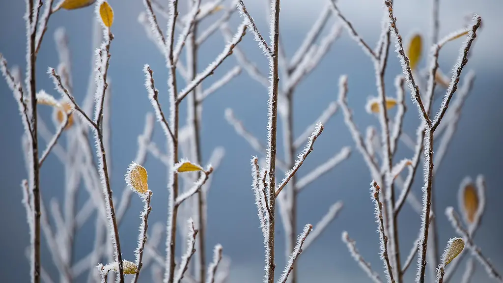 Blick-auf-mit-Schnee-und-Eis-bedeckte-Aeste-bei-Bruchhausen-im-Sauerland