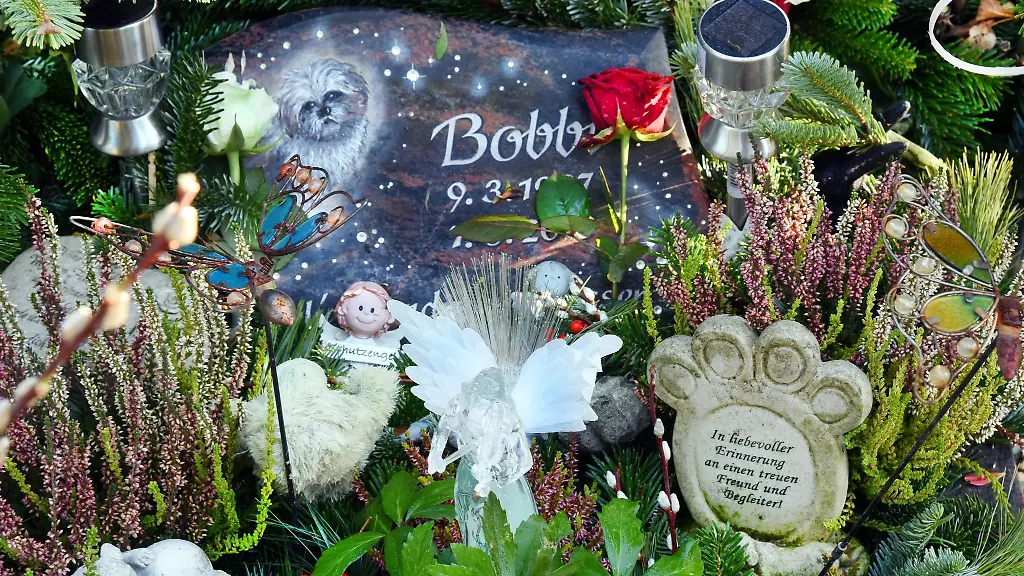 Auf-dem-Tierfriedhof-Frankenheimer-Ruh-ist-das-Grab-eines-Hundes-mit-frischen-Blumen-geschmueckt