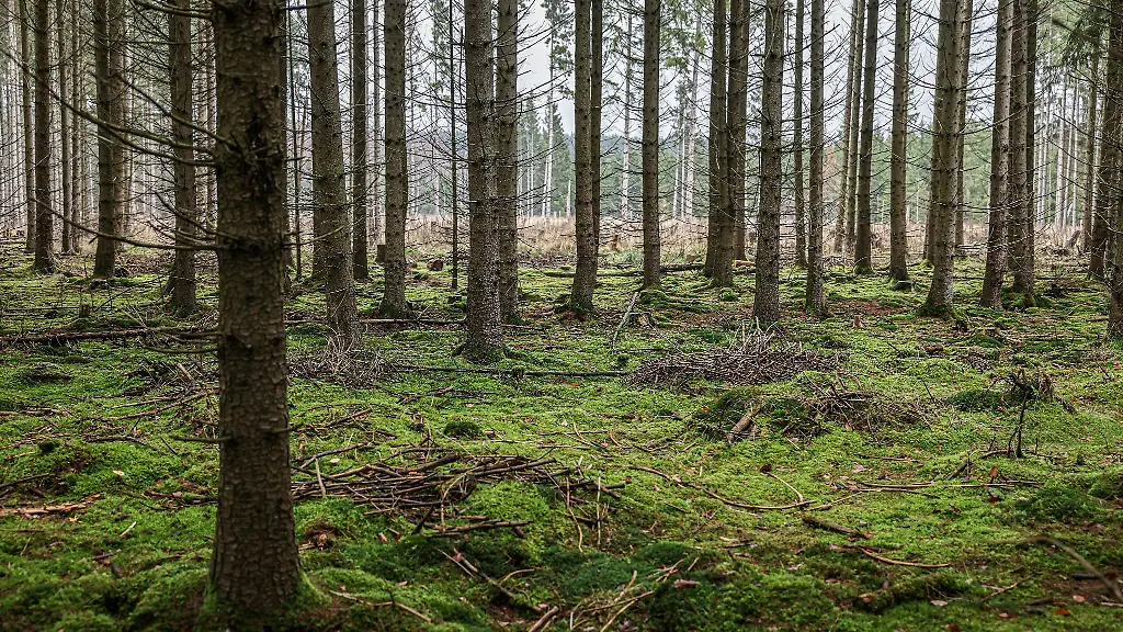 Moose-und-Flechten-bedecken-im-Nationalpark-Eifel-den-Boden-eines-Fichtenwaldes