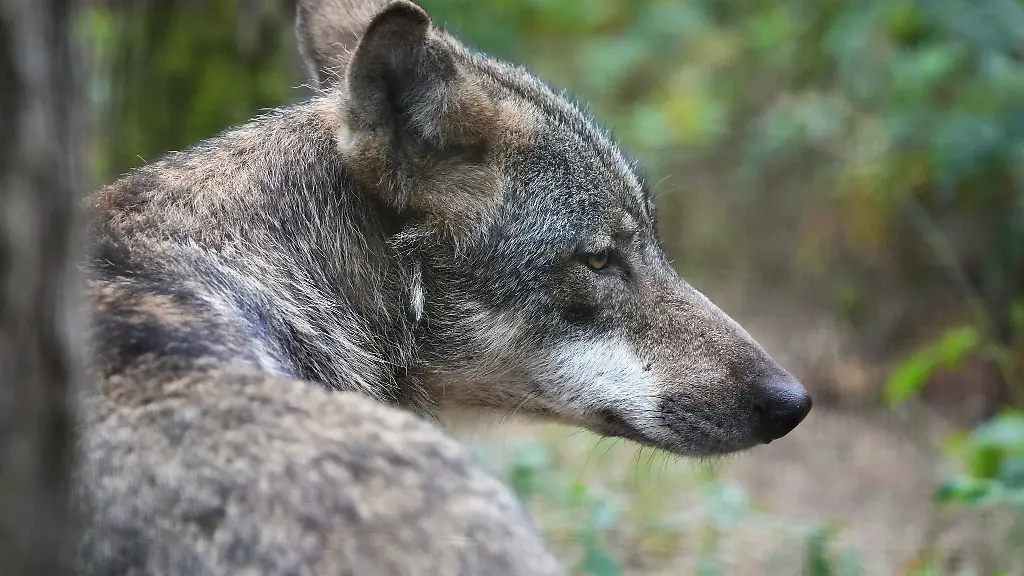 Ein-Europaeischer-Wolf-Canis-lupus-lupus-sitzt-im-Wildpark-Schorfheide-im-Wald