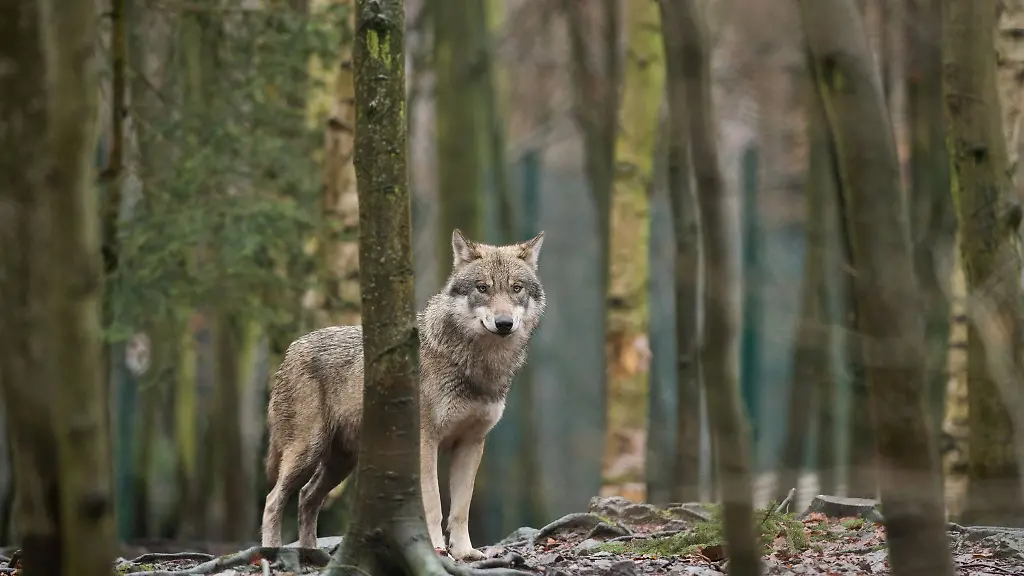 Ein-Wolf-steht-im-Tierpark-Hexentanzplatz-in-Sachsen-Anhalt-in-seinem-Gehege