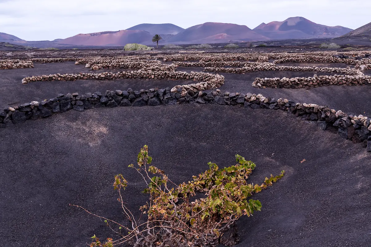 Vineyard-In-Lanzarote-Gerard-Luthi