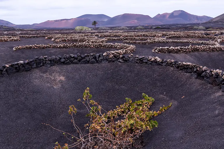 Vineyard-In-Lanzarote-Gerard-Luthi