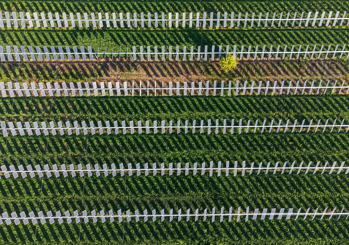 Agro-Photovoltaic-Cesare-Barilla