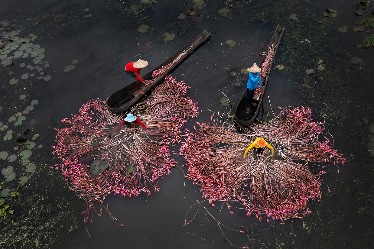 Lillies-Of-Bengal-Sandipani-Chattopadhyay
