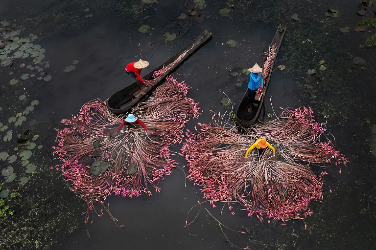 Lillies-Of-Bengal-Sandipani-Chattopadhyay