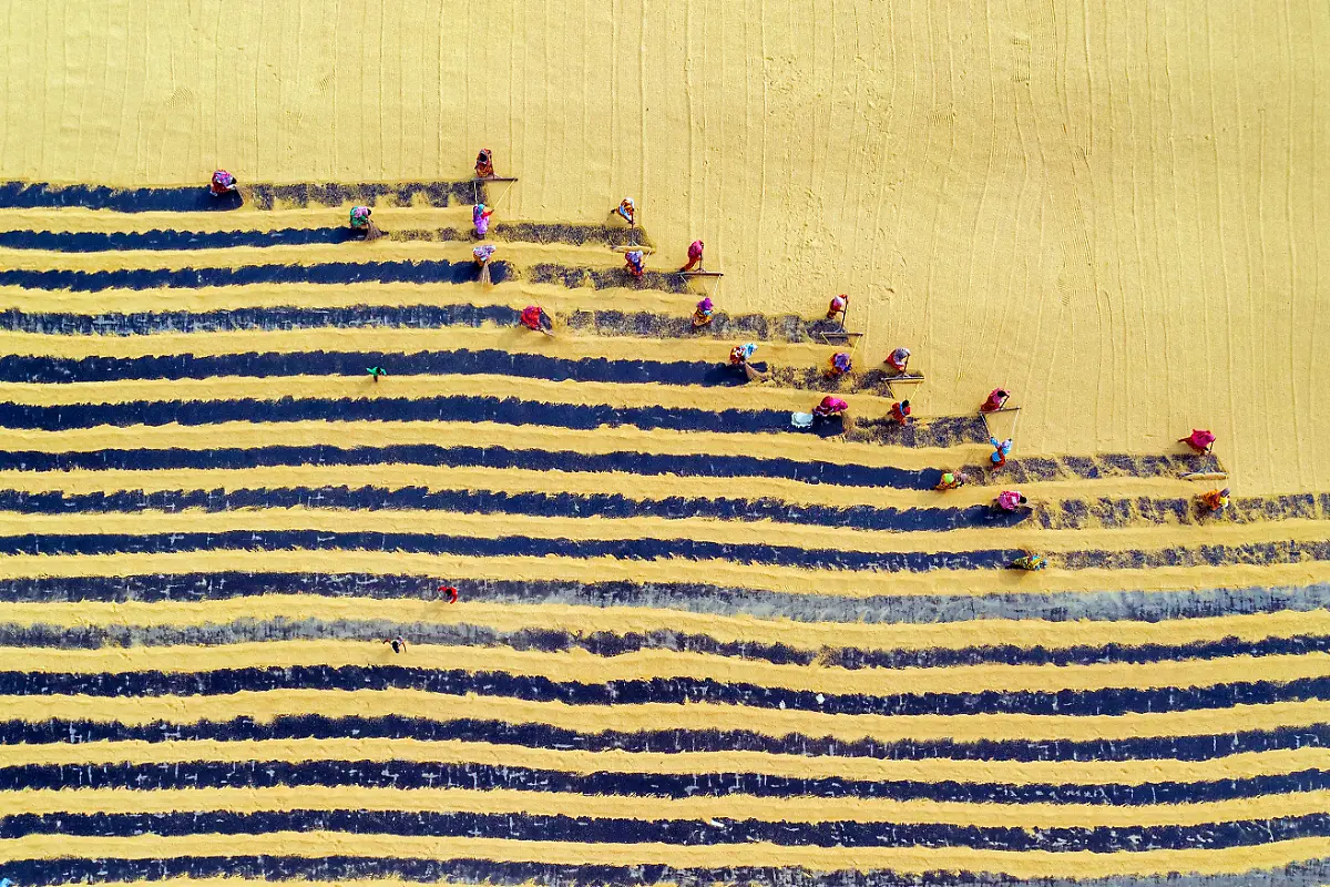 Drying-Paddy-Dibyendu-Biswas