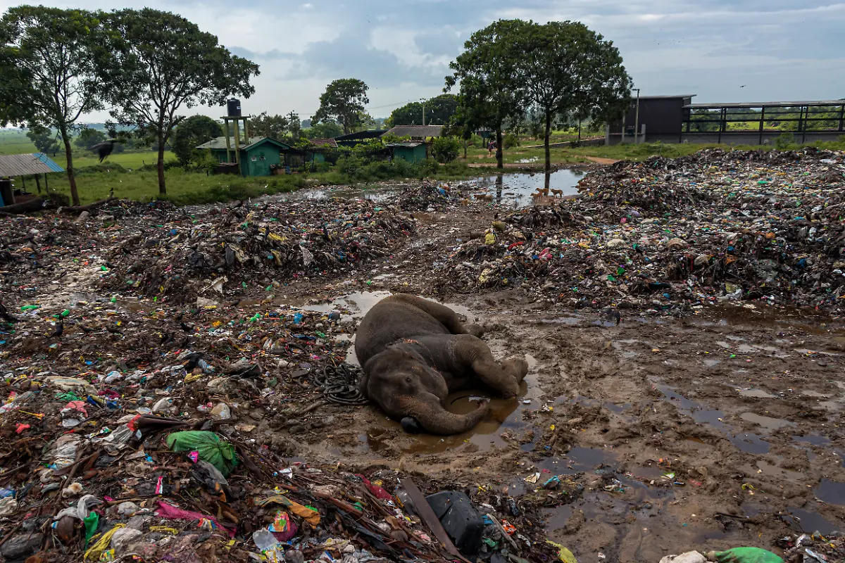 Tears-Easa-Lebbe-Muhammed-Jamsith