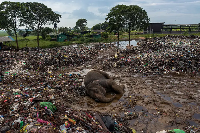 Tears-Easa-Lebbe-Muhammed-Jamsith