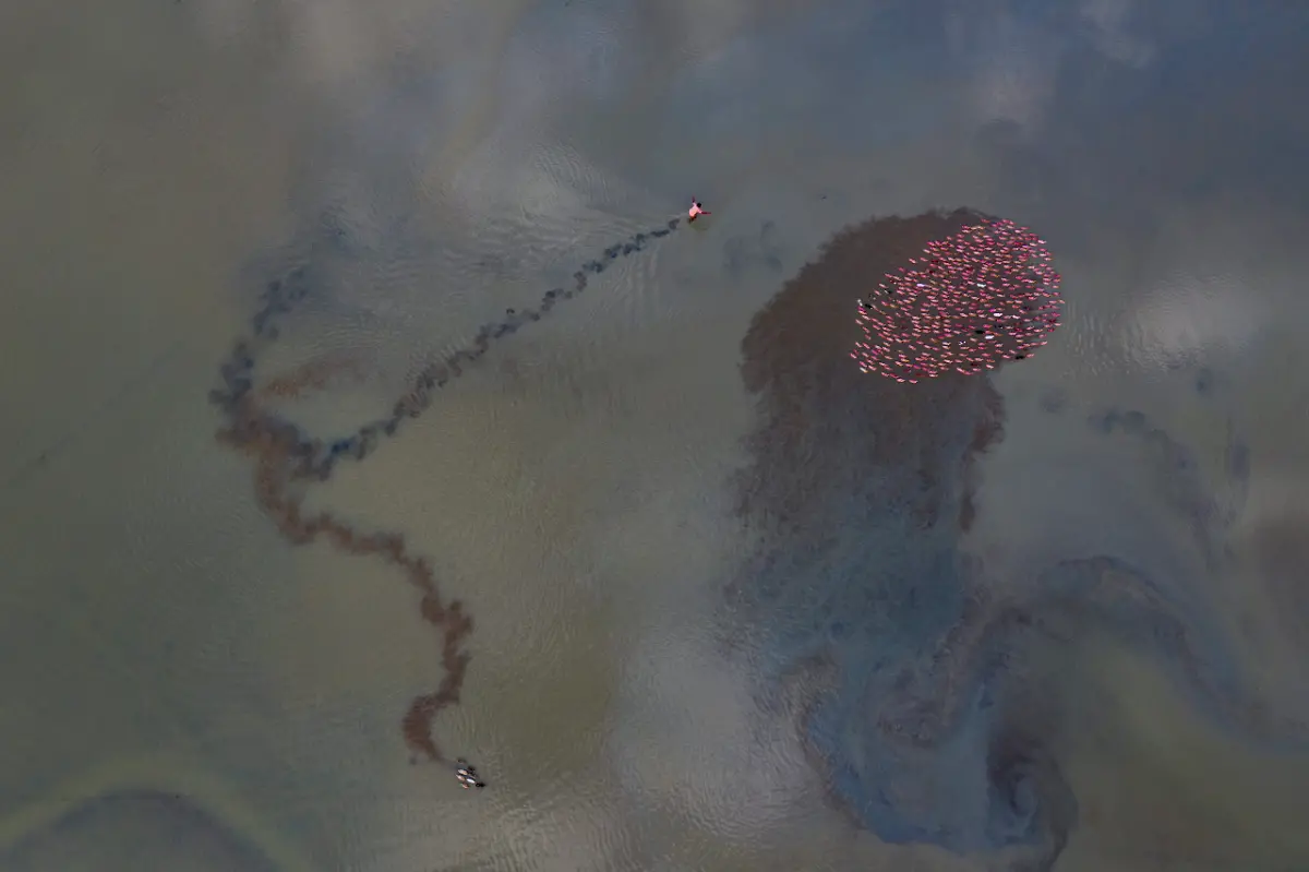 The-Duck-Herder-Muhammad-Mostafigur-Rahman-scaled