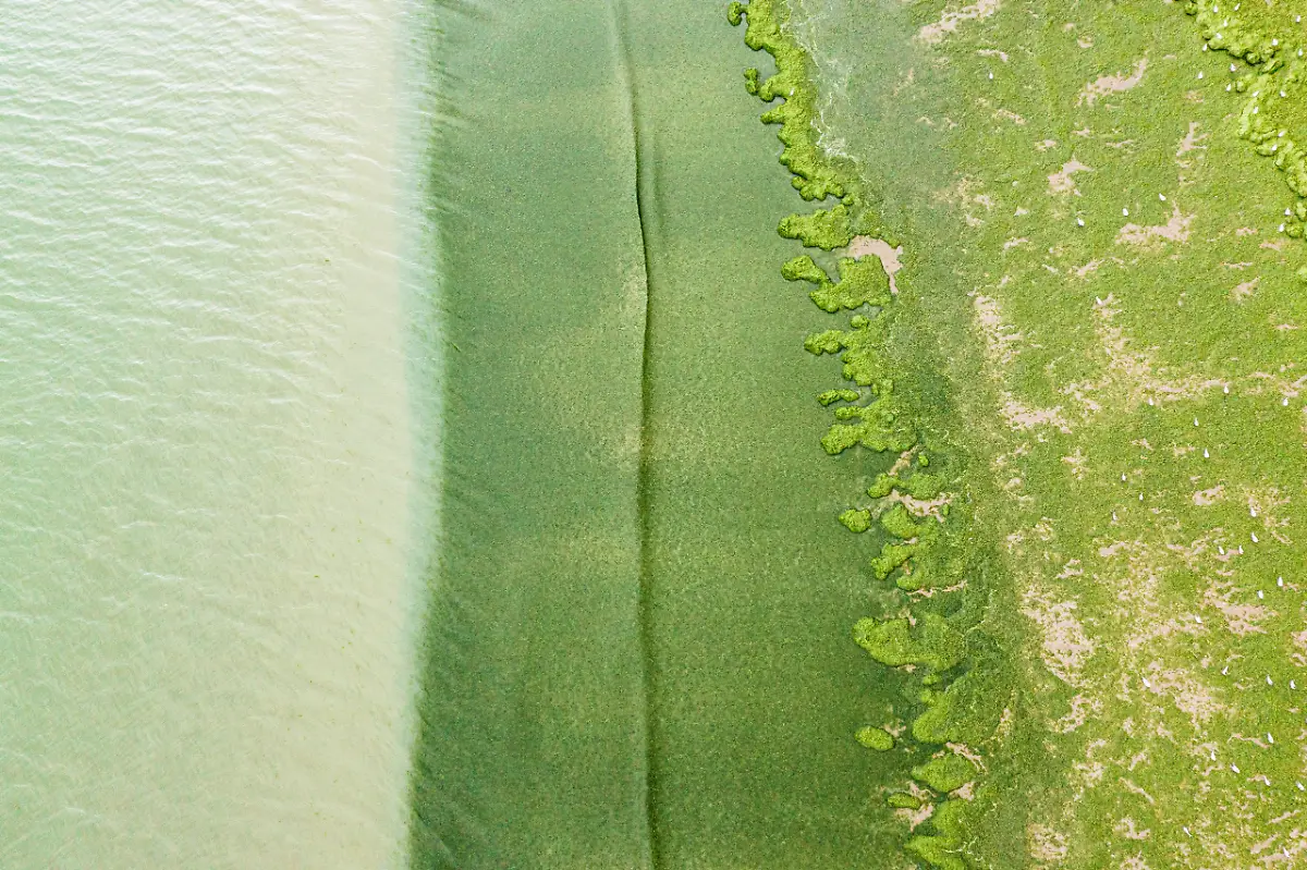 Green-Tide-Yann-Avril-scaled