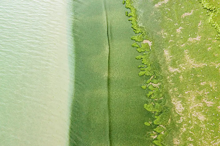 Green-Tide-Yann-Avril-scaled