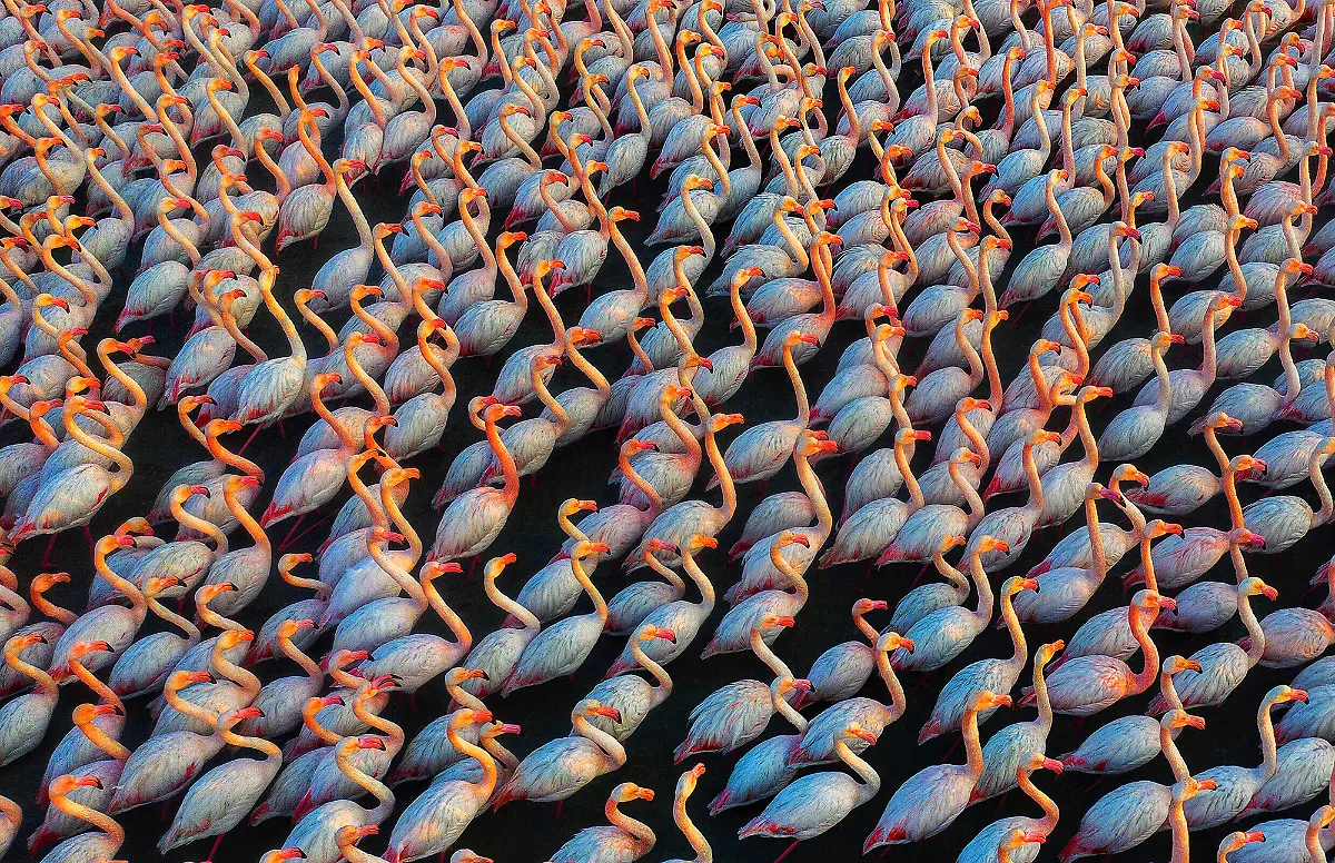 An-Army-Of-Flamingos-Mehdi-Mohebi-Pour