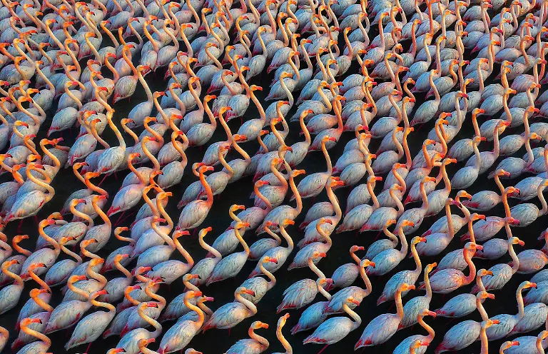 An-Army-Of-Flamingos-Mehdi-Mohebi-Pour