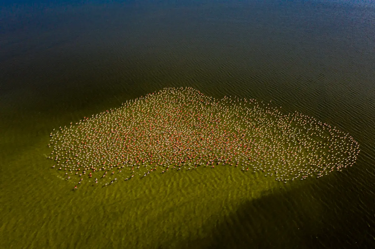 Art-Of-Flamingos-Lalith-Ekanayake-scaled