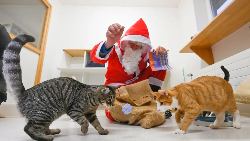 Ein-als-Weihnachtsmann-kostuemierter-Mann-beschenkt-einige-Katzen-mit-Leckereien-und-Spielzeug