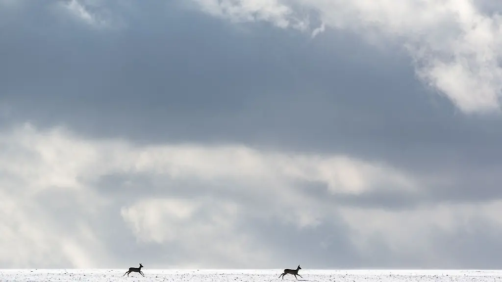 Rehe-laufen-ueber-ein-schneebedecktes-Feld