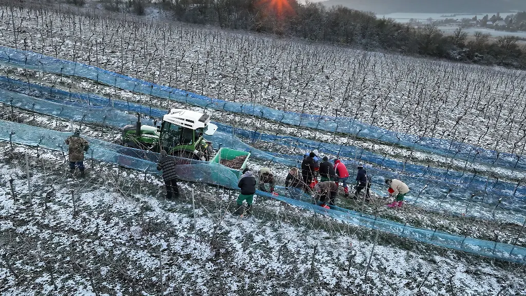 Erntehelfer-der-Winzervereingung-Freyburg-Unstrut-bei-der-Eisweinlese