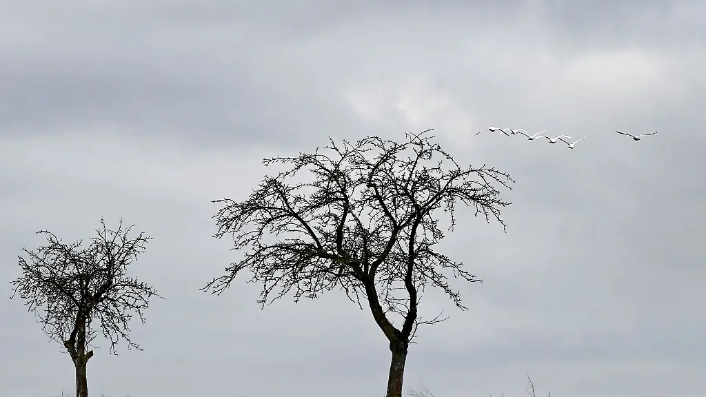 Schwaene-fliegen-am-Morgen-ueber-einem-Feld-und-Baeumen