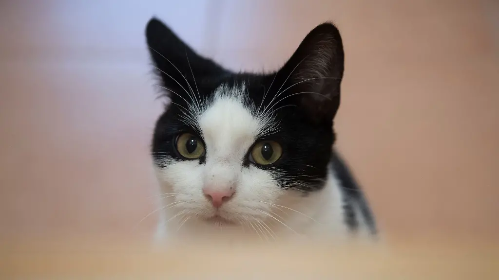 Eine-Katze