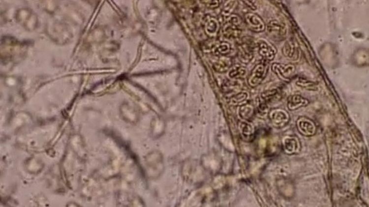 Wissenschaftler glaubten bisher, dass die ersten Bausteine des Lebens in der Tiefsee entstanden sind.