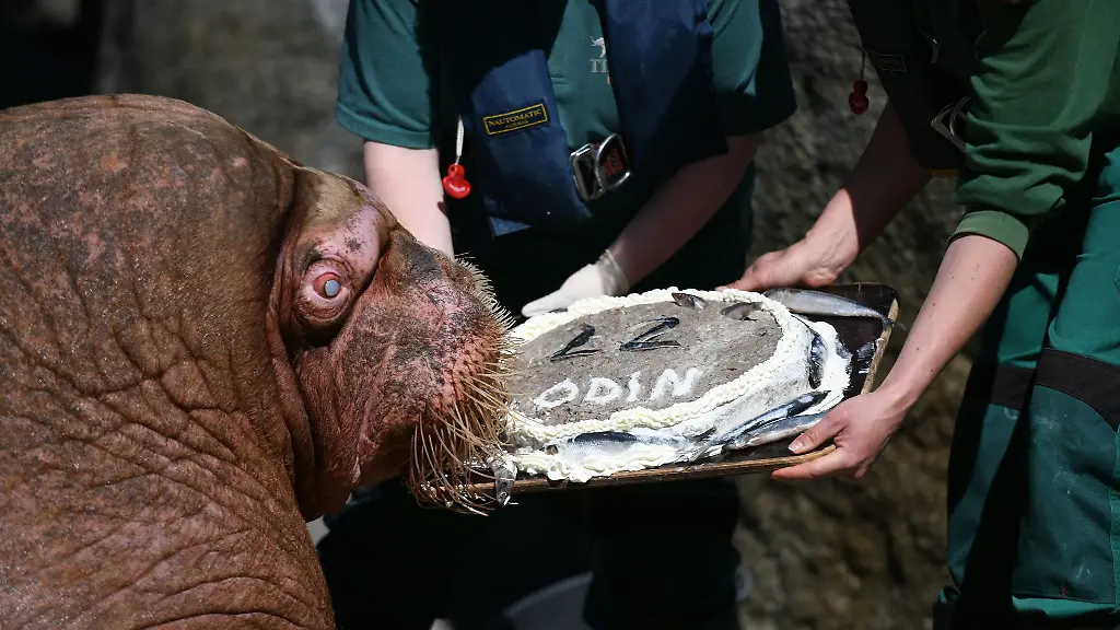 Walrossbulle-Odin-bekommt-zu-seinem-22-Geburtstag-im-Tierpark-Hagenbeck-eine-Fisch-Torte
