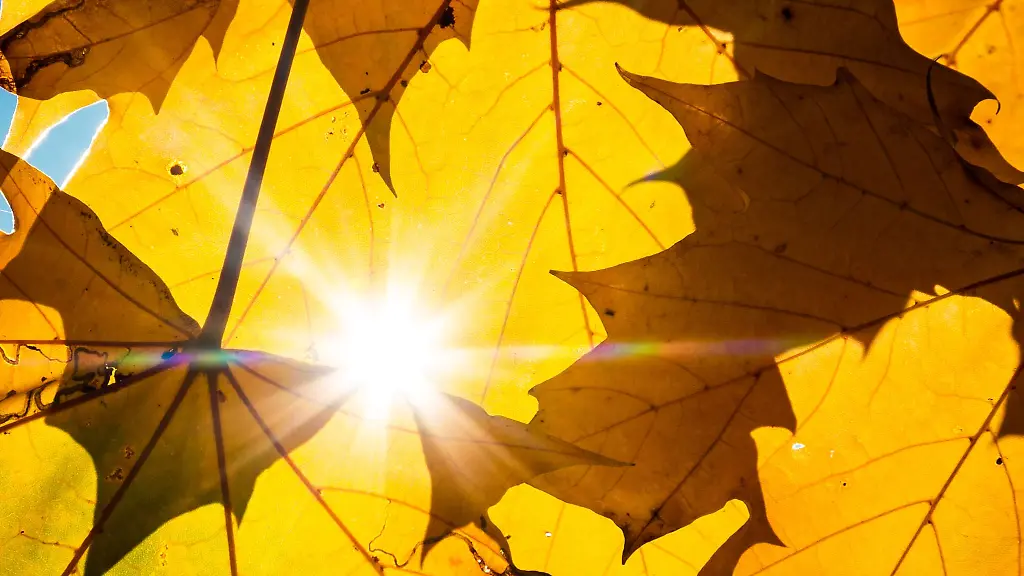 Die-Sonne-scheint-durch-eine-kleine-Luecke-in-gelblich-verfaerbten-Blaettern-einer-Platane