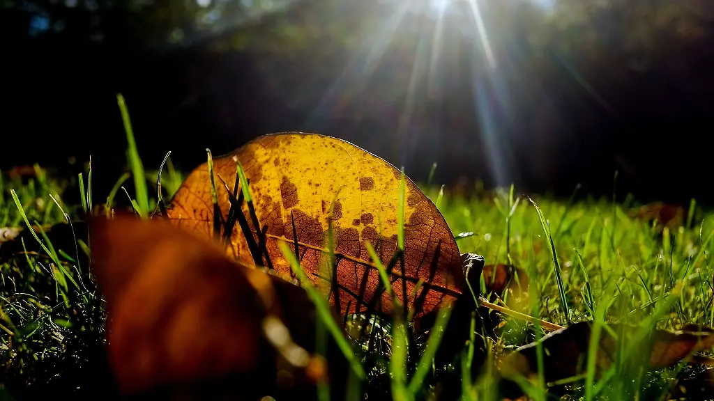 Ein-herbstlich-gefaerbtes-Blatt-eines-Walnussbaumes-liegt-auf-einem-Rasen