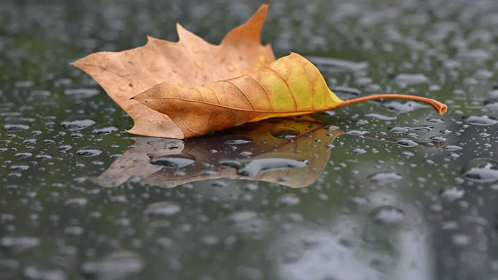 Ein-herbstlich-gefaerbtes-Blatt-liegt-bei-Regen-auf-einem-Autodach