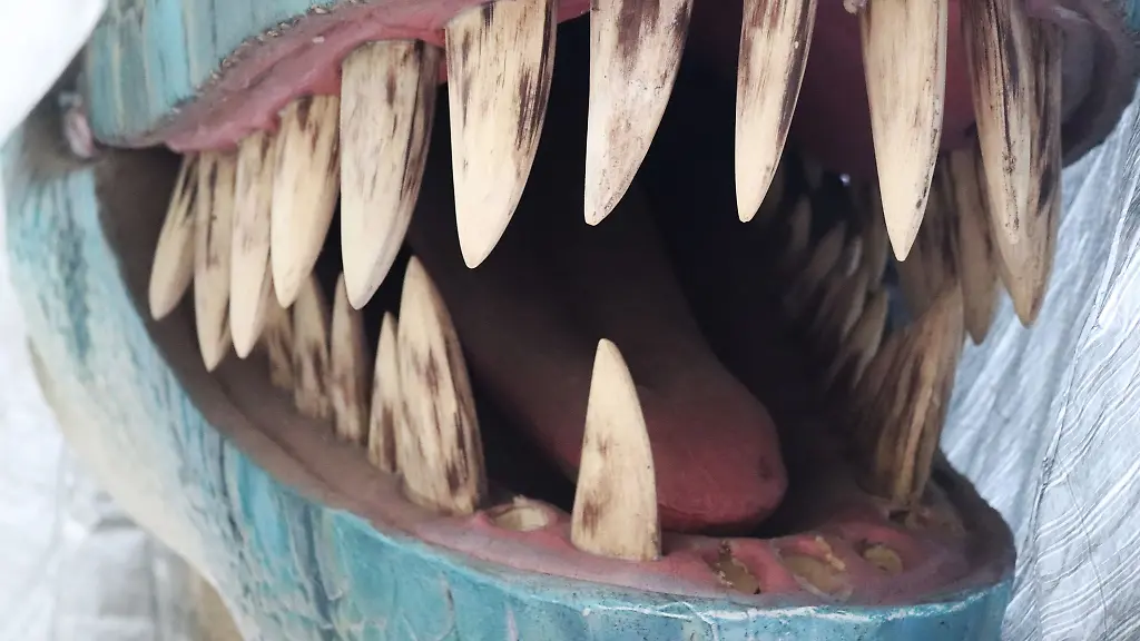 Die-Zaehne-und-das-Maul-einer-Dinosaurier-Nachbildung-sind-zu-sehen