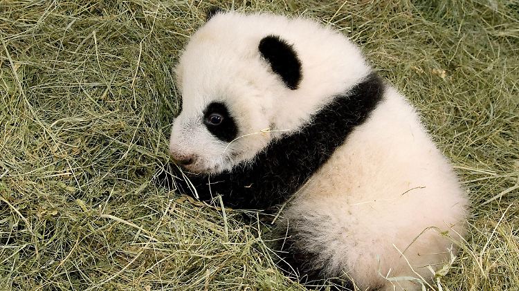 Panda-Nachwuchs in Gefangenschaft ist extrem selten, da die Tiere die Lust an der Paarung verlieren.