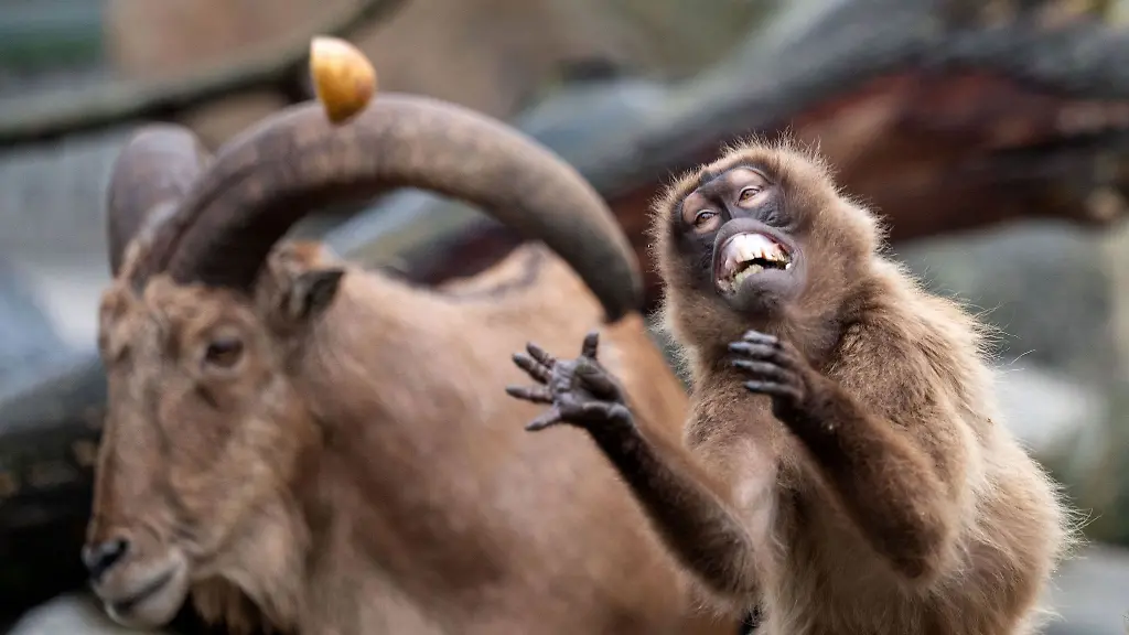 Ein-Blutbrustpavian-faengt-in-seinem-Gehege-des-zoologisch-botanischen-Gartens-Wilhelma-einen-Apfel