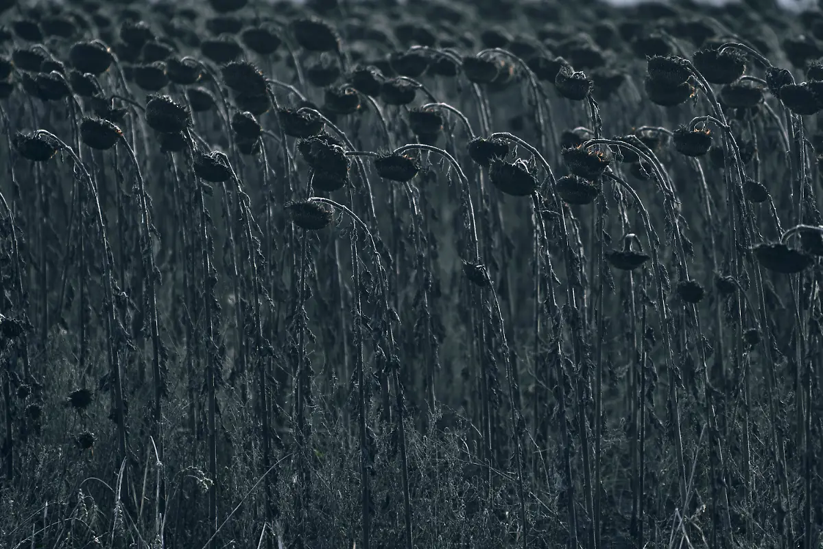 f823f91c56cb5a7b4d99df44cbb5df3a