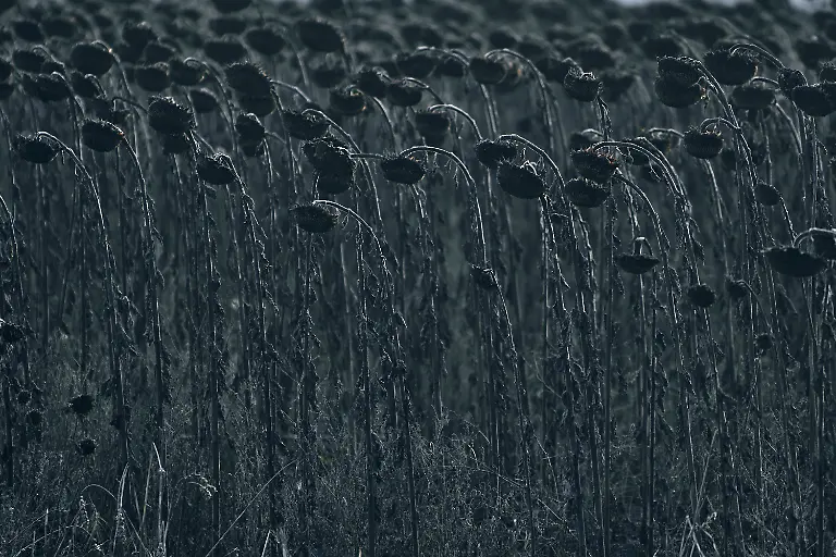 f823f91c56cb5a7b4d99df44cbb5df3a