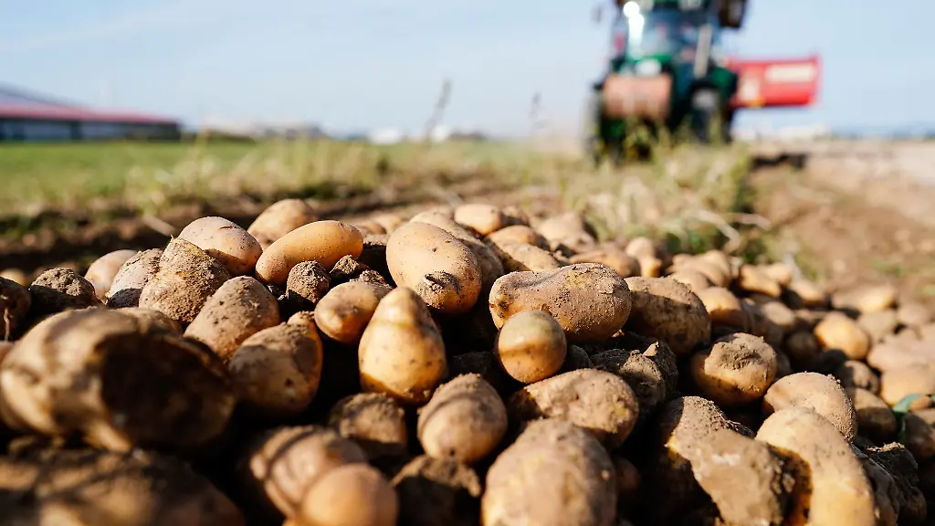 Ein-Traktor-faehrt-bei-der-Ernte-von-Kartoffeln-ueber-einen-Acker
