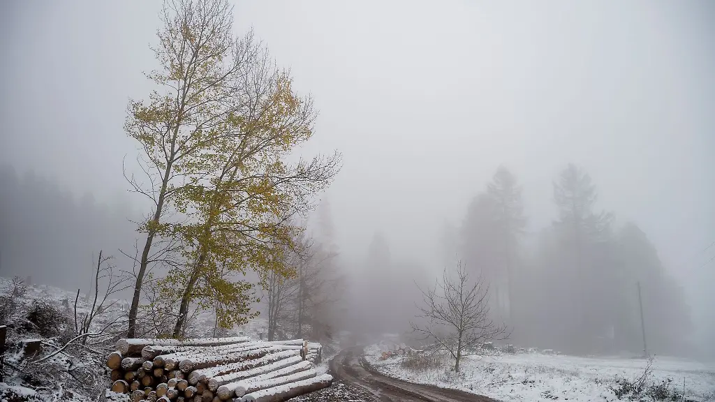 Neben-einem-Forstweg-liegt-ein-mit-Schnee-bedeckter-Holzstoss