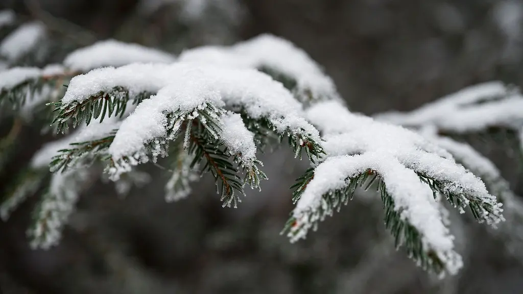 Ein-Fichtenzweig-ist-mit-Schnee-bedeckt